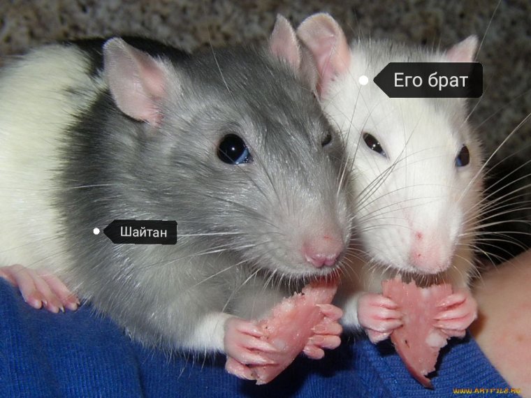 Две смешные крыски