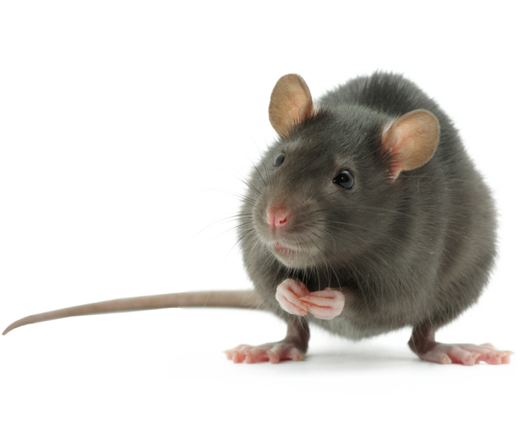 Крыса сидит