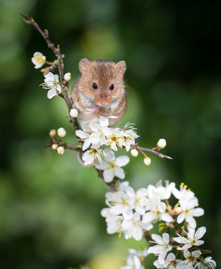 Орешниковая Соня