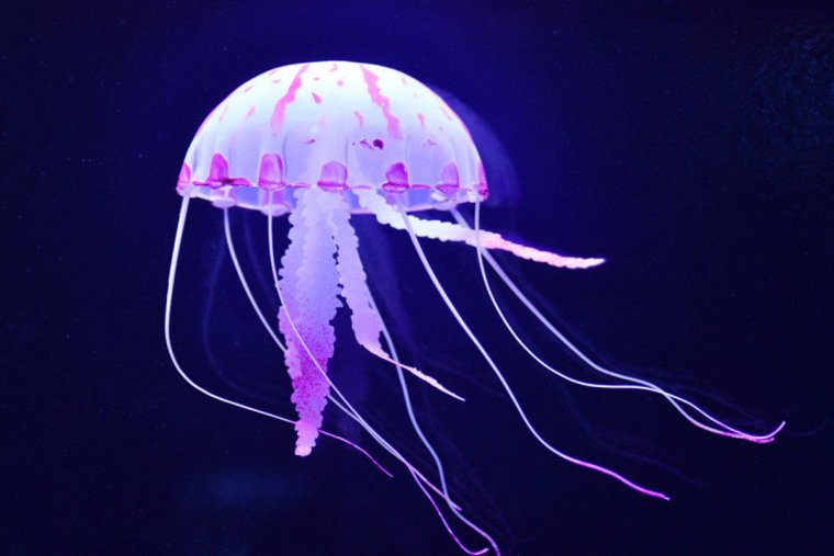 Медуза Кишечнополостные фиолетовая
