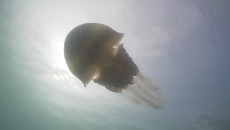 Медуза Фантом