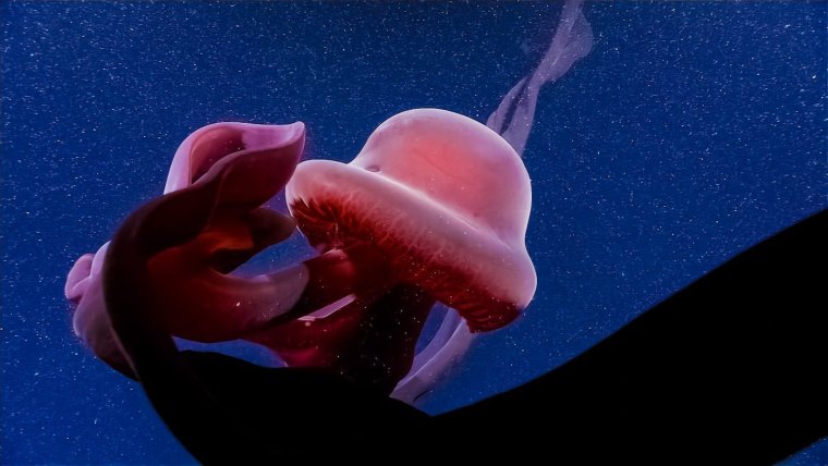 Гигантская глубоководная медуза