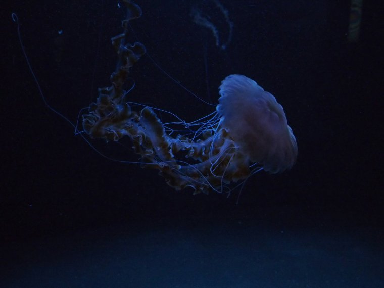 Медузы на рабочий стол