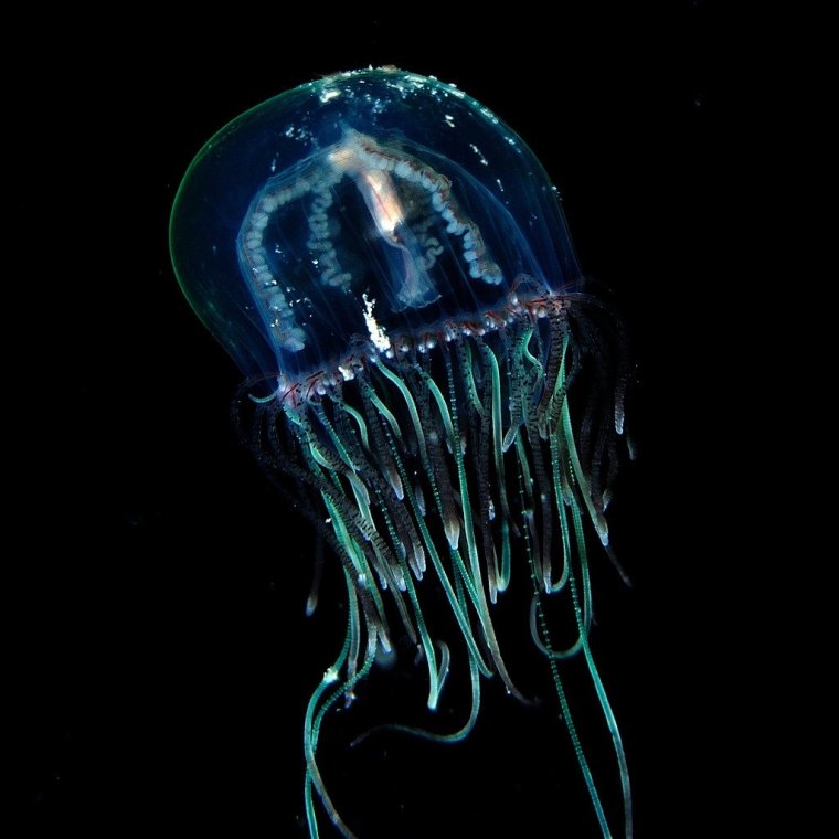 Фосфорический Олиндиас медуза