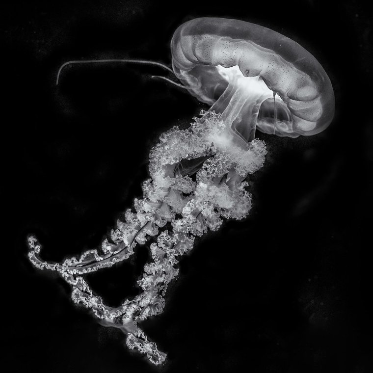 Медузы Эстетика