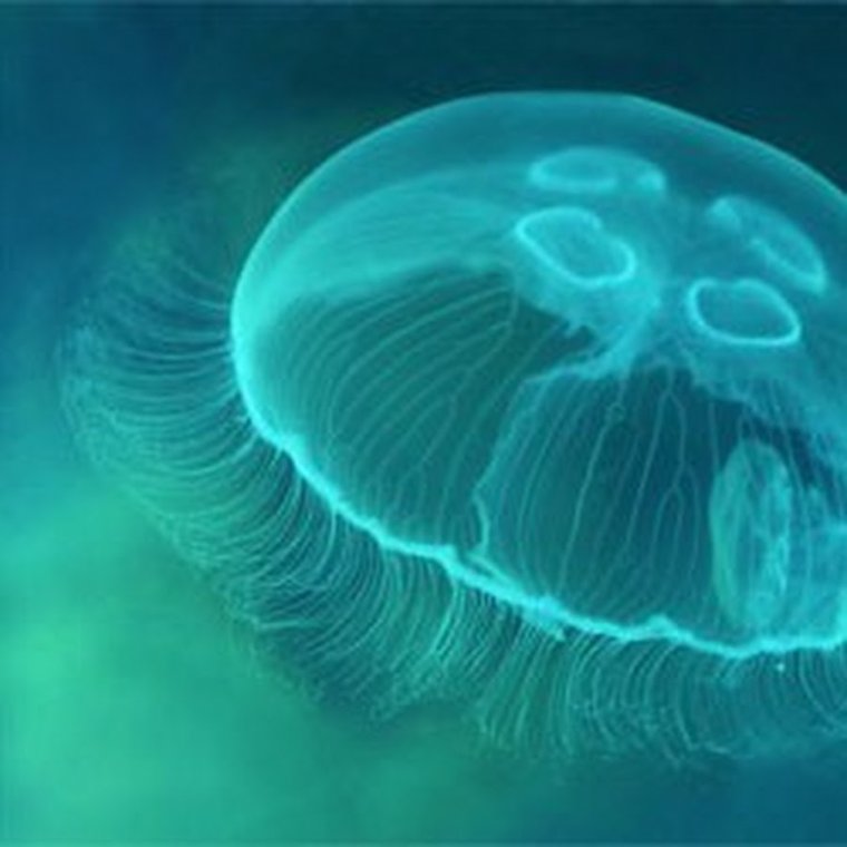 Аурелия Кишечнополостные