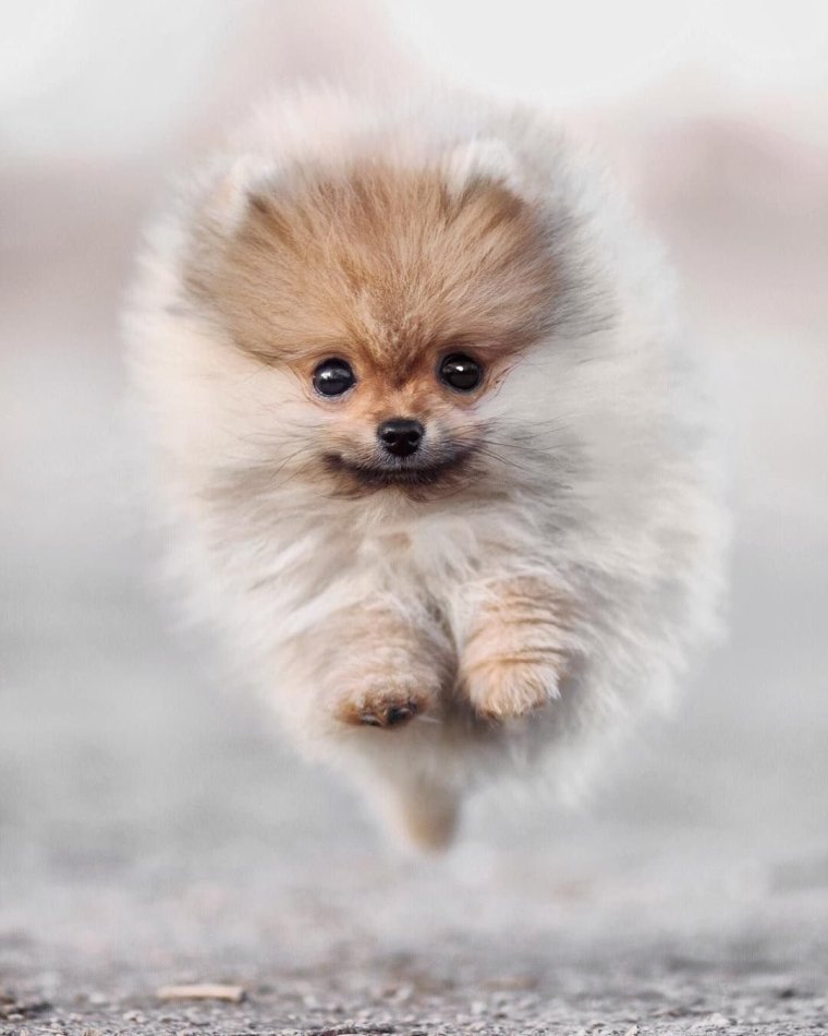 Карликовый шпиц флаффи