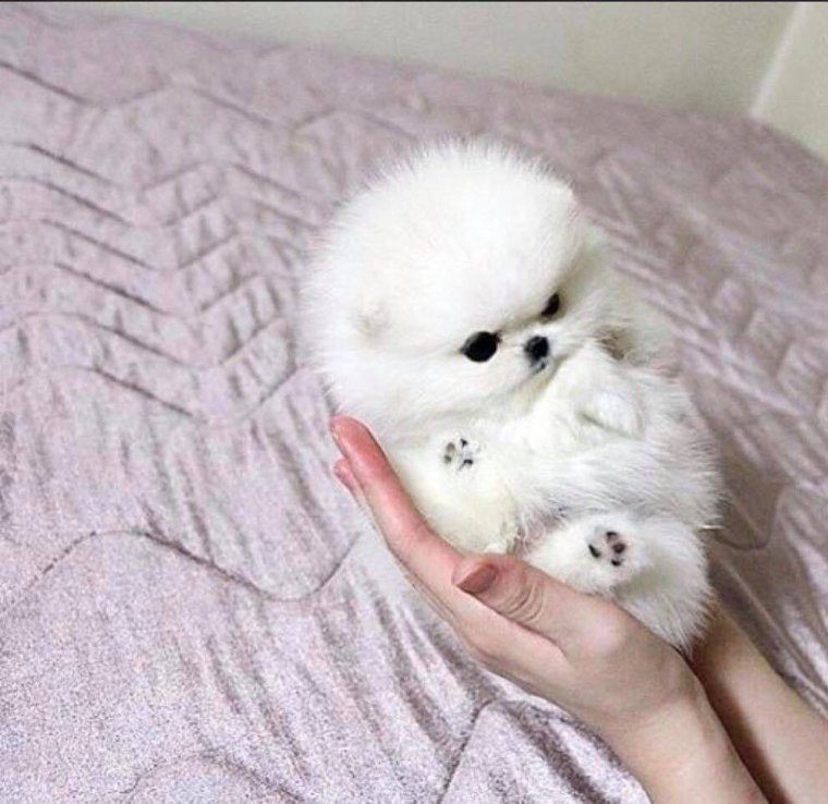 Шпиц маленький белый