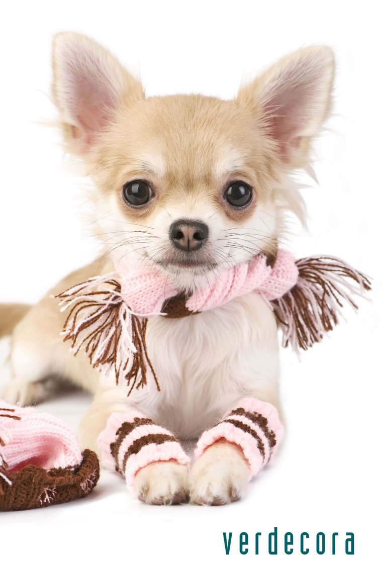 Чихуахуа ева