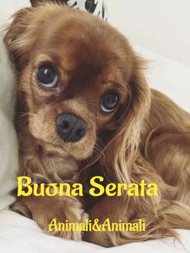 Кинг чарльзчихухуа болонка