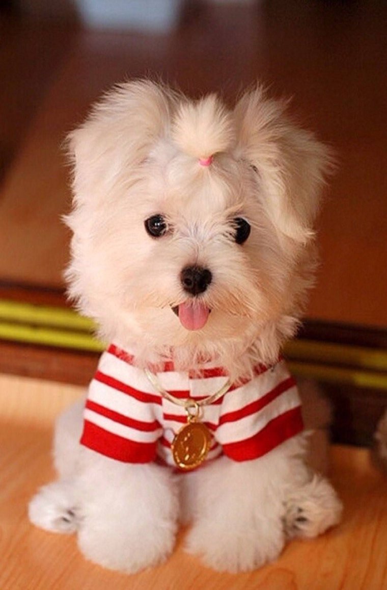 Маленькие собачки