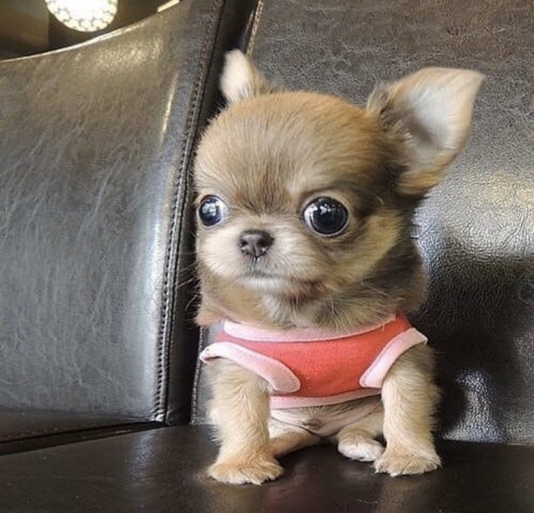 Чихуахуа м̥и̥л̥а̥ш̥к̥а̥