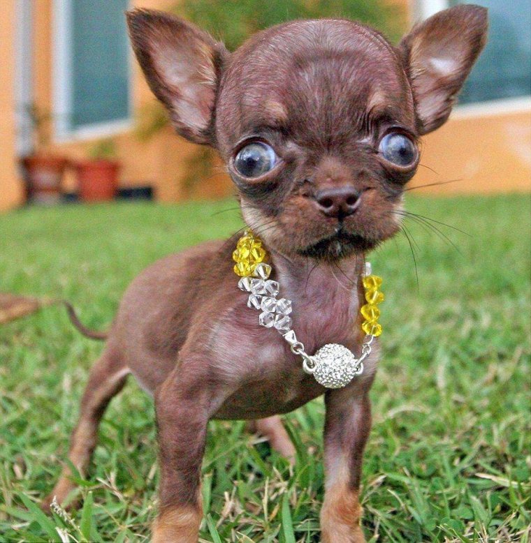 Карликовые чихуахуа мини