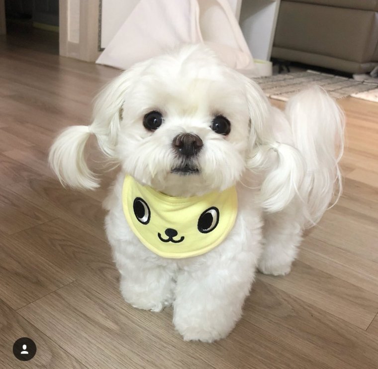 Корейская декоративная собака