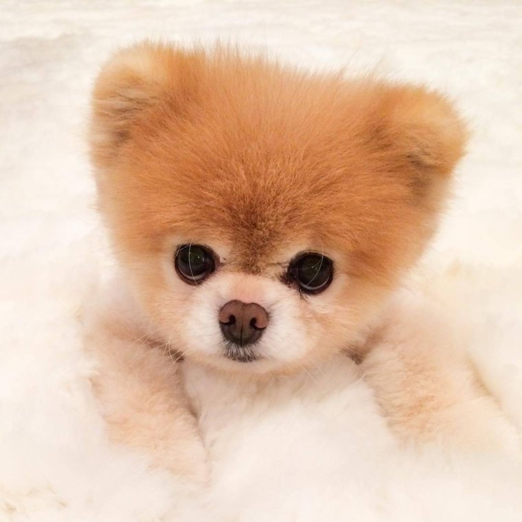 Померанский шпиц