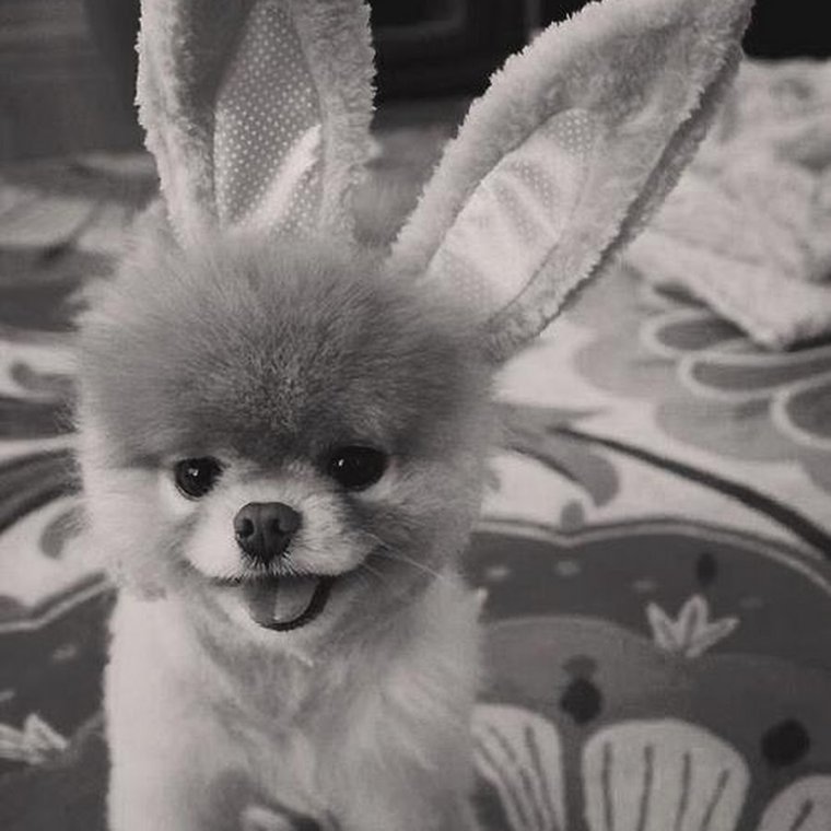 Померанский шпиц и кролик