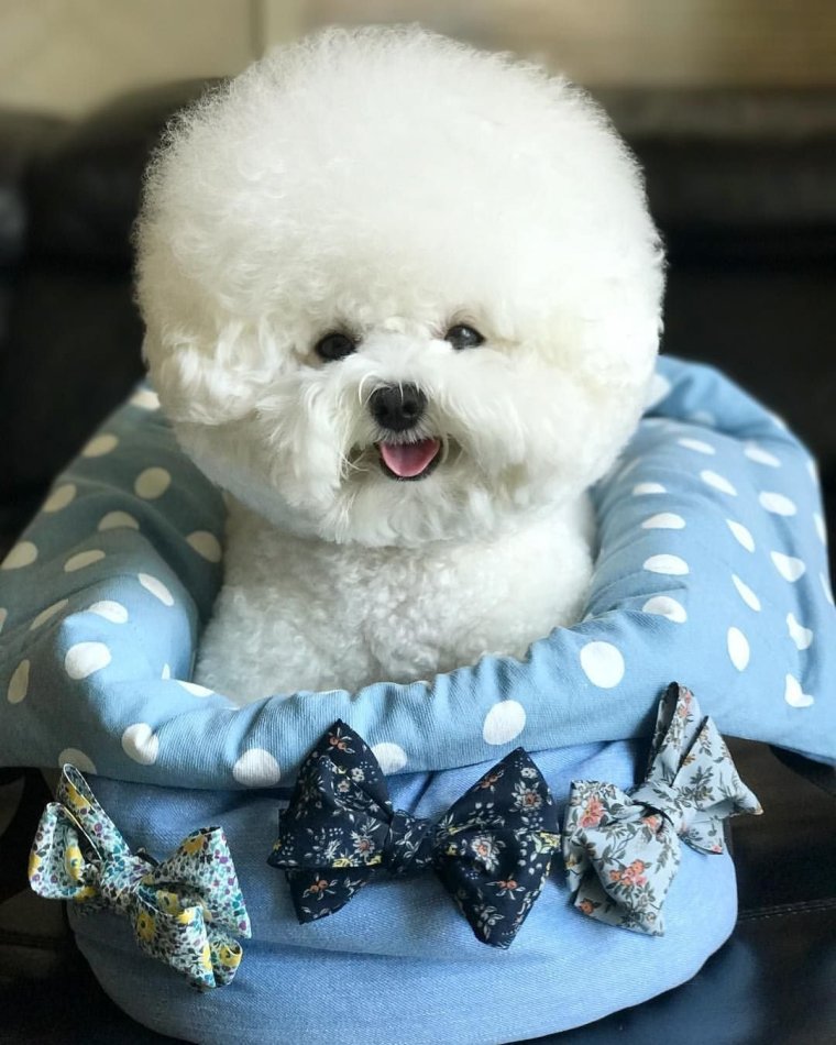 Болонка Бишон фризе