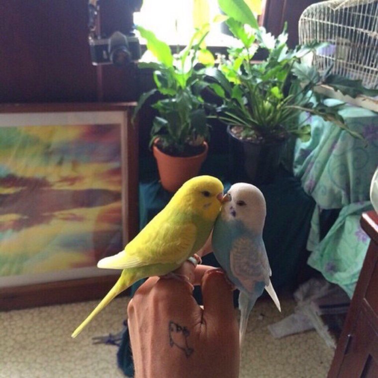 Попугай на кухне