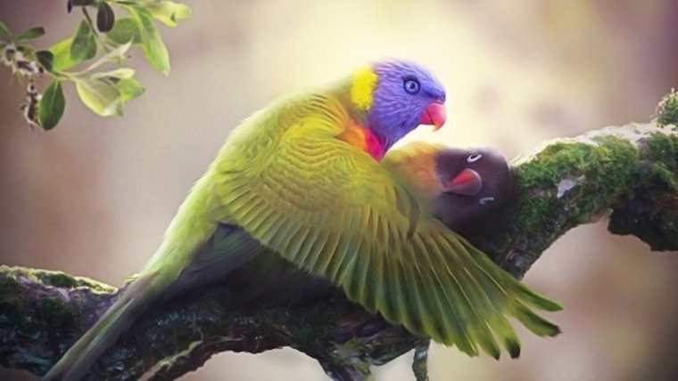 Неразлучники попугаи