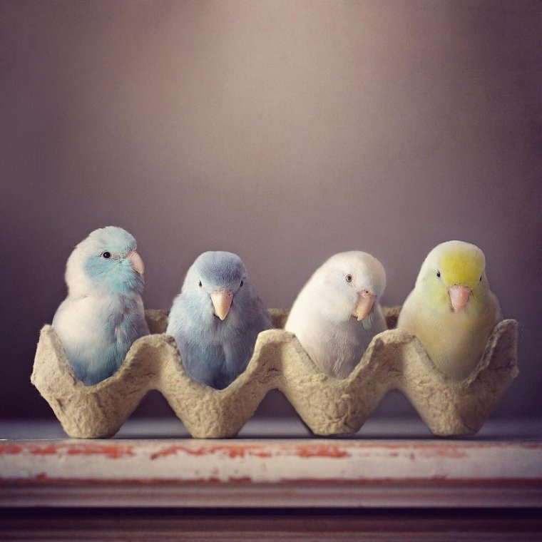 Милые волнистые попугайчики