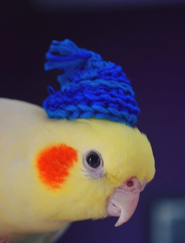 Милые попугайчики