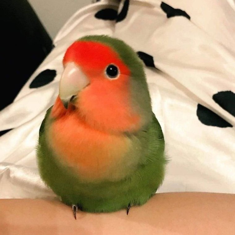 Неразлучники попугаи арбузик