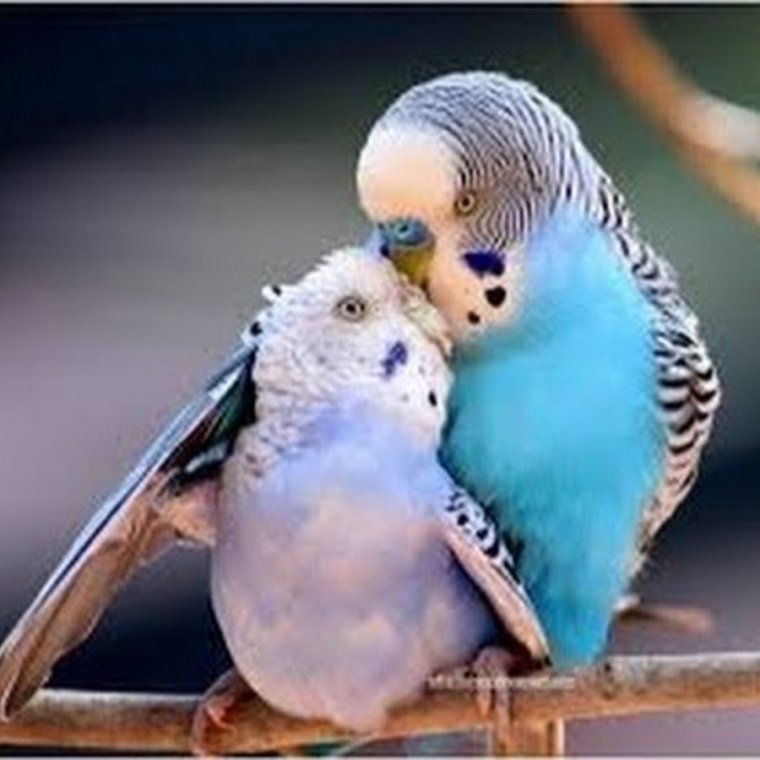 Волнистый попугайчик птицы