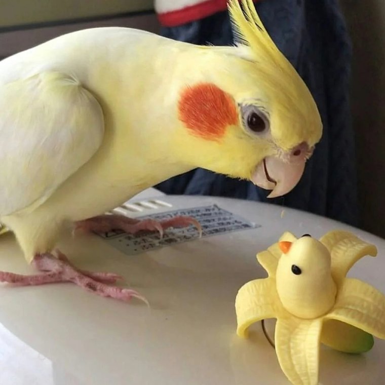 Милые попугаи кореллы