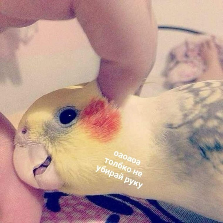 Попугаи сохры