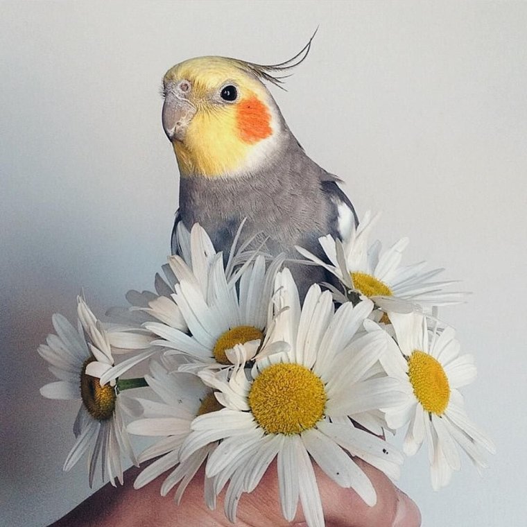 Милые попугаи корелла