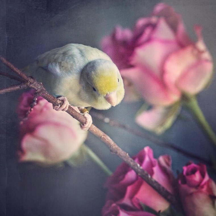 Попугаи неразлучники Эстетика