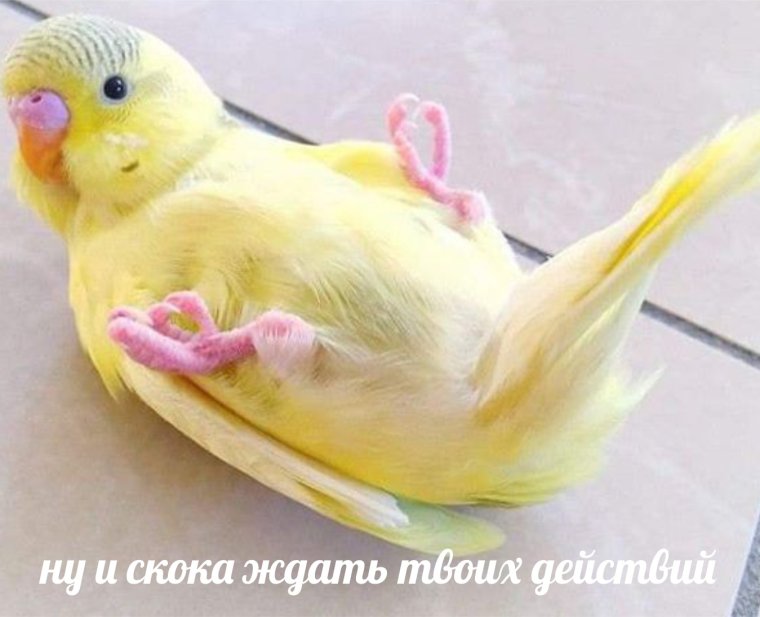 Милые волнистики