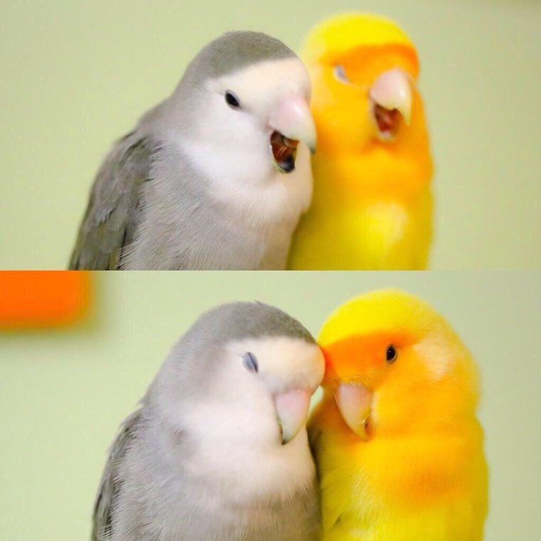 Попугаи неразлучники смешные