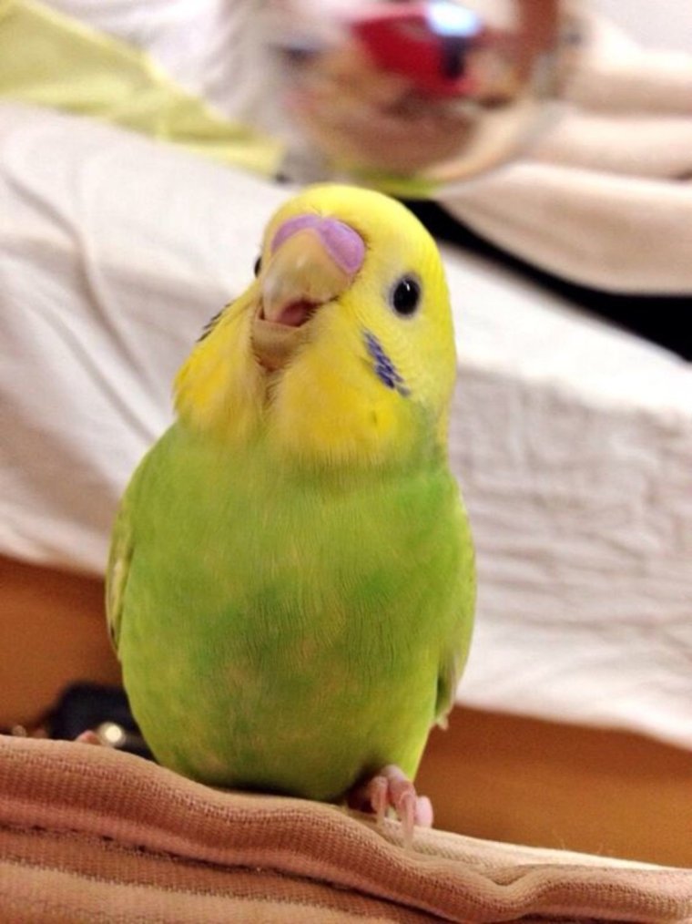 Милые попугаи