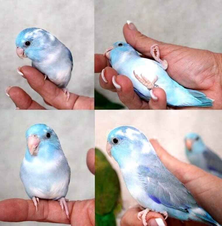 Небесный волнистый попугай