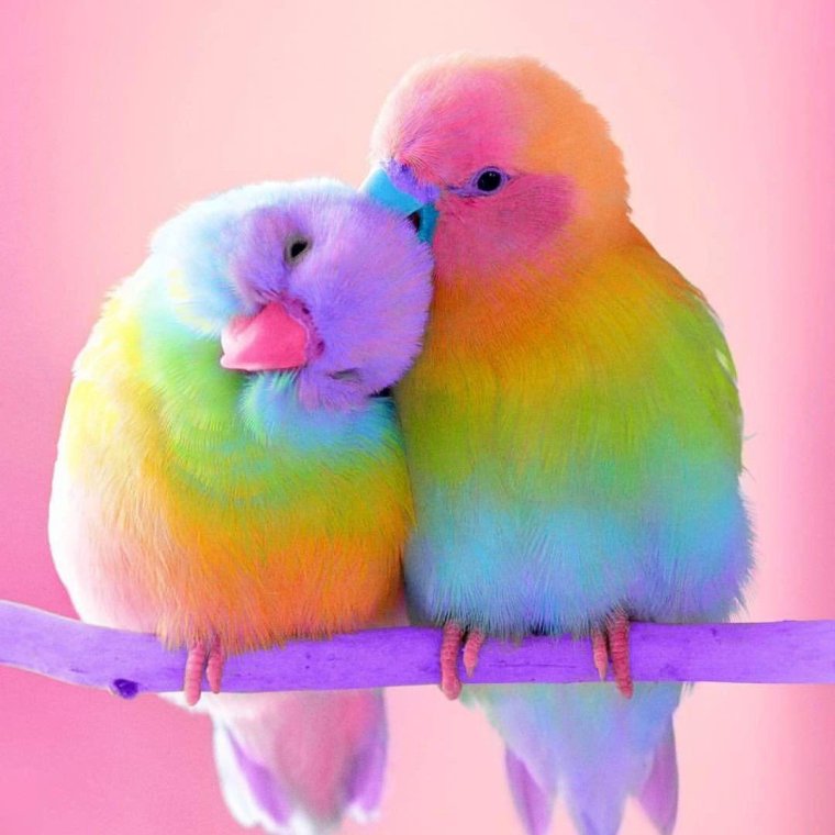 Неразлучники попугаи