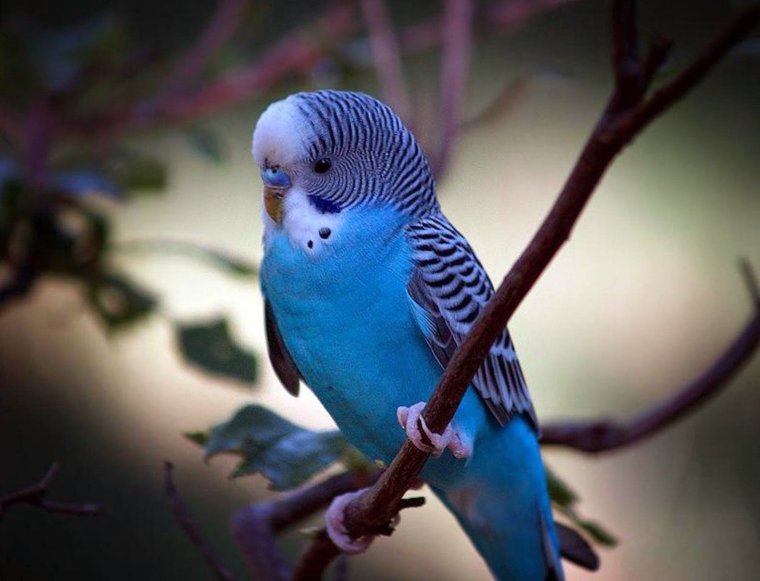 Членистые попугайчики