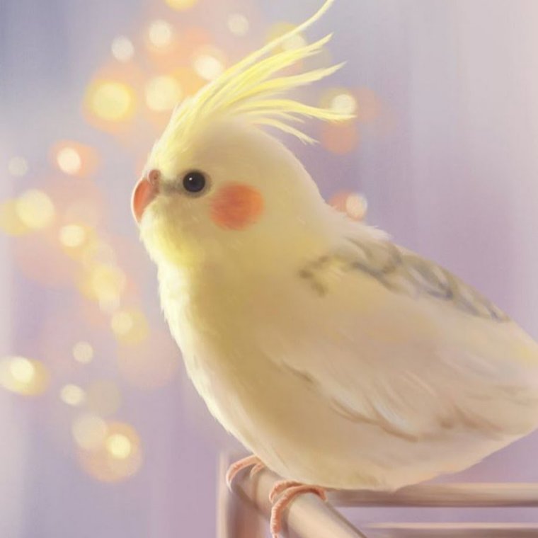 Попугай корелла Эстетика