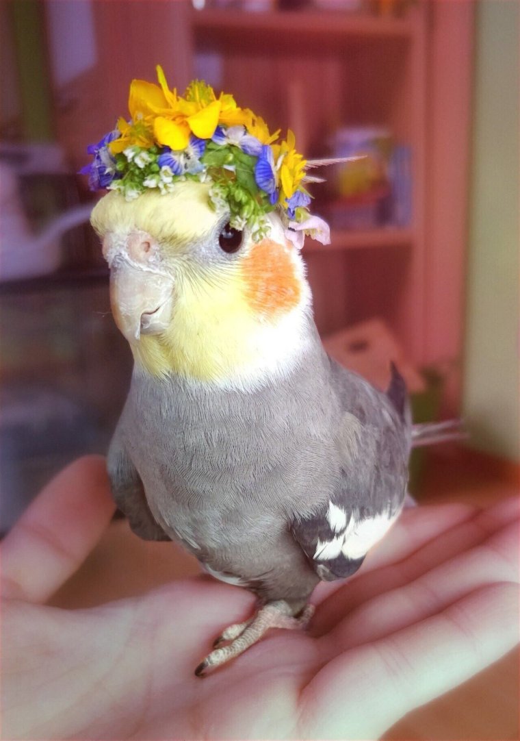 Попугай корелла мило