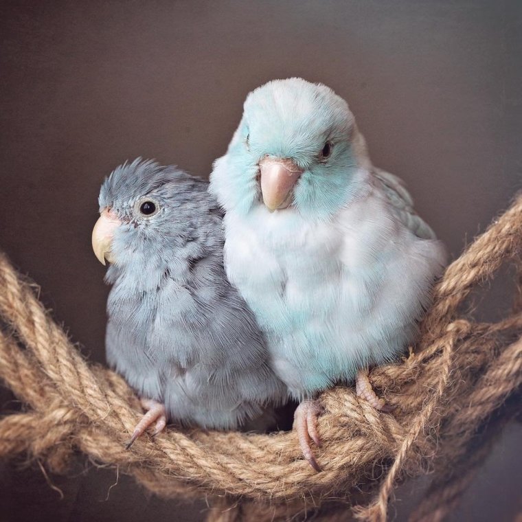 Пушистый попугай