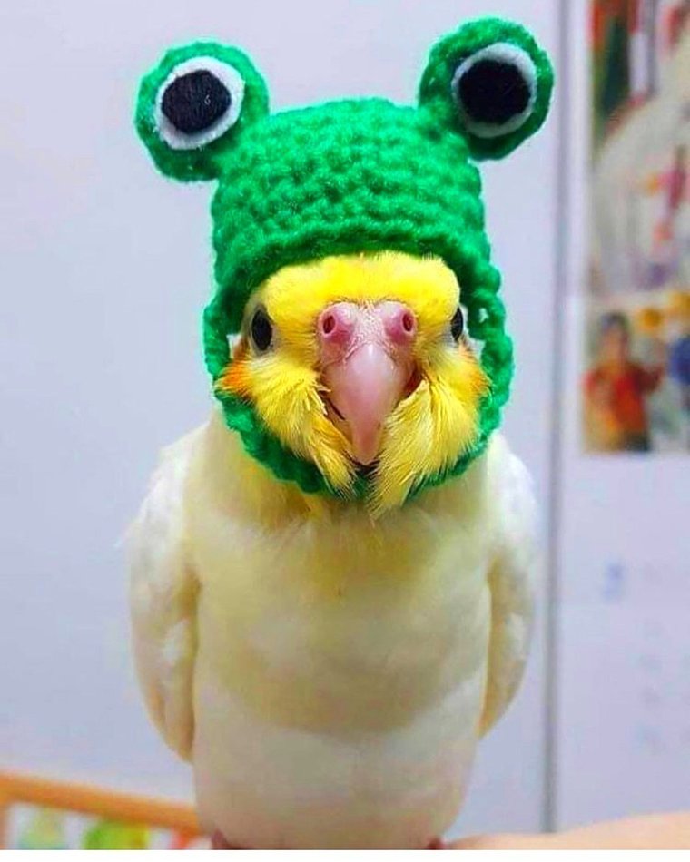 Попугай в шапке