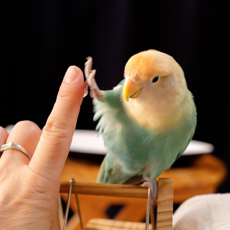 Доброе утро попугай