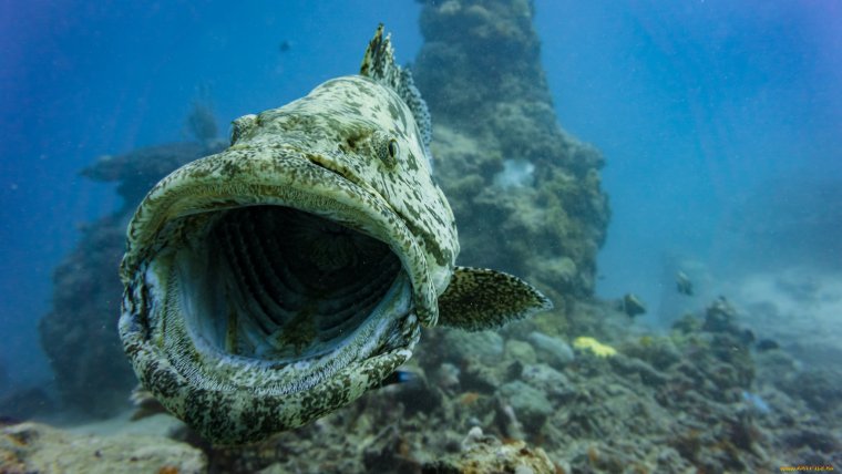 Рыбы Тихого океана