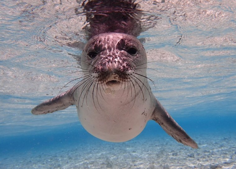 Гавайский тюлень Монарх