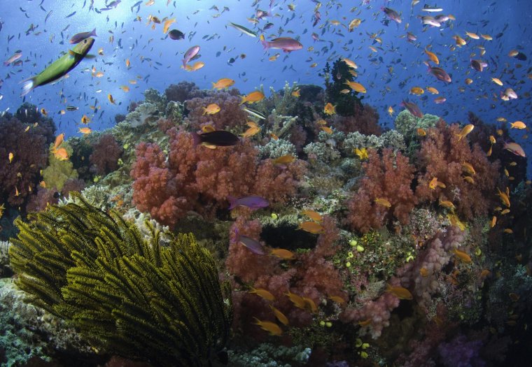 Флора и фауна индийского океана