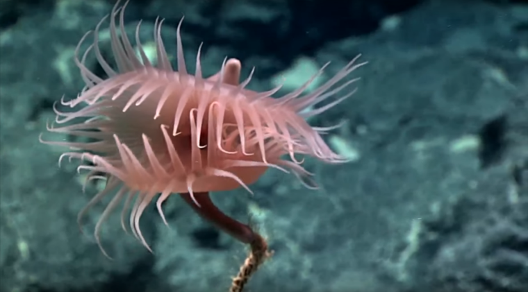 Живые организмы на дне океана