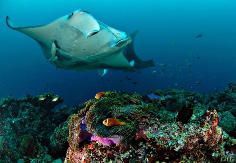 Черноперая рифовая акула Мальдивы