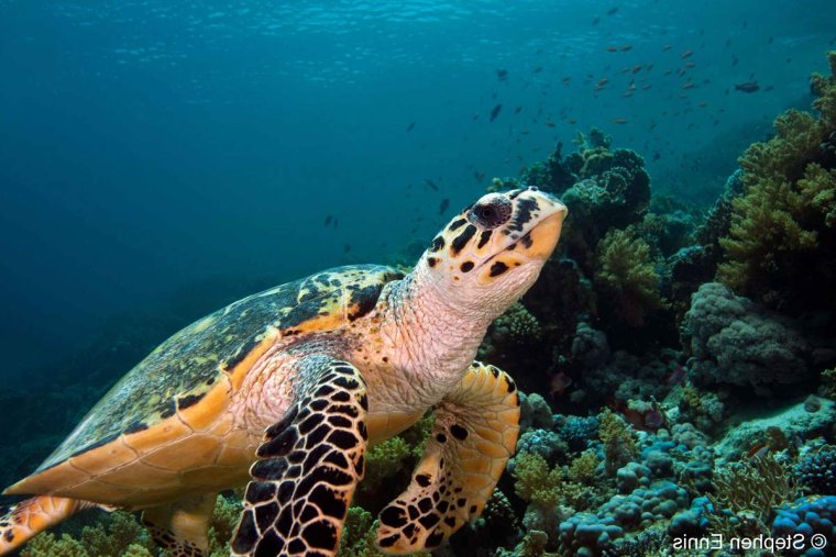 Тихий океан обитатели океана