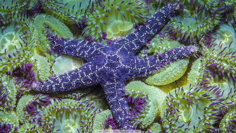 Дайвинг морская звезда