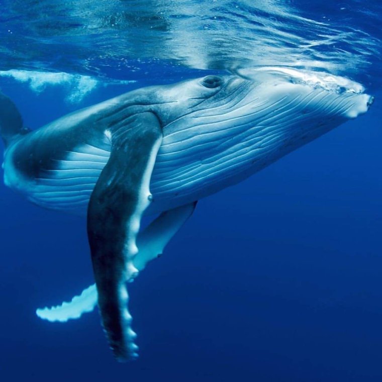 Синий кит в Атлантическом океане